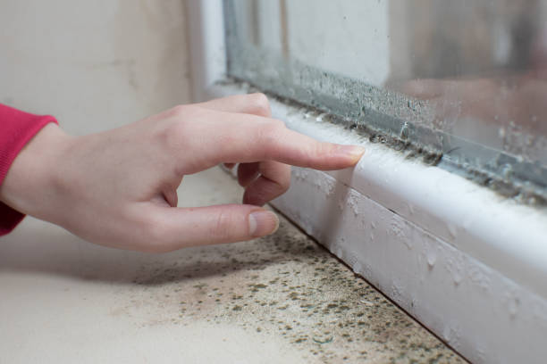 Best Water Damage & Mold Remediation  in Vails Gate, NY